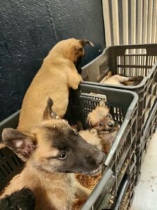 En Peribán dos hombres que vendían cachorros en la vía pública fueron detenidos por maltrato animal