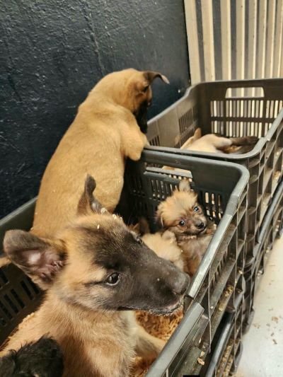 En Peribán dos hombres que vendían cachorros en la vía pública fueron detenidos por maltrato animal