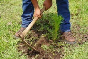 Crece 120% la reforestación en Áreas de Conservación de Michoacán; van 55 mil plantas