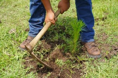 Crece 120% la reforestación en Áreas de Conservación de Michoacán; van 55 mil plantas